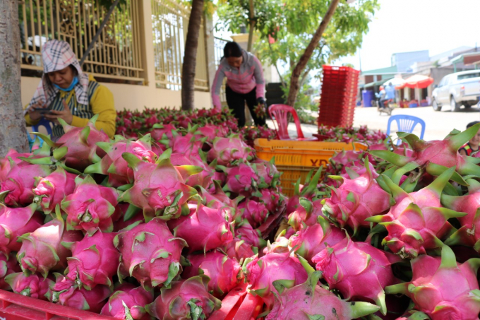 Mealybugs are currently subject to plant quarantine in China, so exporters should note to remove them before packing dragon fruits for export. Photo: KS.