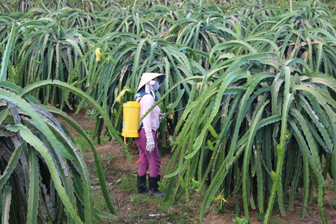 Dragon fruit farmers need to apply the measures recommended by the plant protection industry to eliminate harmful mealybugs. Photo: KS.