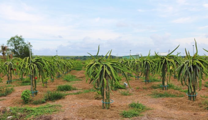 Many dragon fruit gardens in Binh Thuan province are widely applied with drip irrigation technique. Photo: KS. 