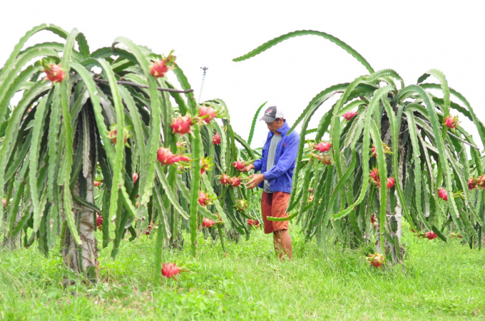 Dragon fruit garden applies economical irrigation for better productivity. Photo: MH.
