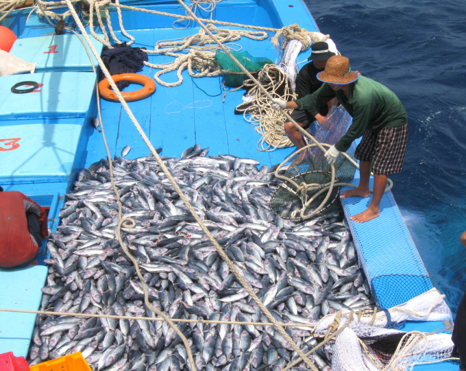 Đang mùa vụ đánh bắt chính cá ngừ sọc dưa, nên tàu cá của ngư dân Bình Định đều có những chuyến biển bội thu. Ảnh: Minh Hậu.
