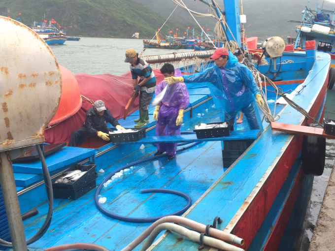 Tàu lưới vây cập Cảng cá Quy Nhơn (Bình Định) đưa cá ngừ sọc dưa lên bờ tiêu thụ. Ảnh: Minh Hậu.