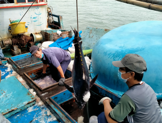 Tàu của ngư dân Thái chuyến này cập cảng gần được 3 tấn cá ngừ đại dương. Ảnh: KS.