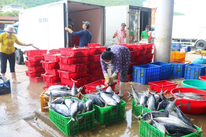 Các doanh nghiệp chế biến thu mua cá ngừ sọc dưa cho ngư dân. Ảnh: Kim Sơ.