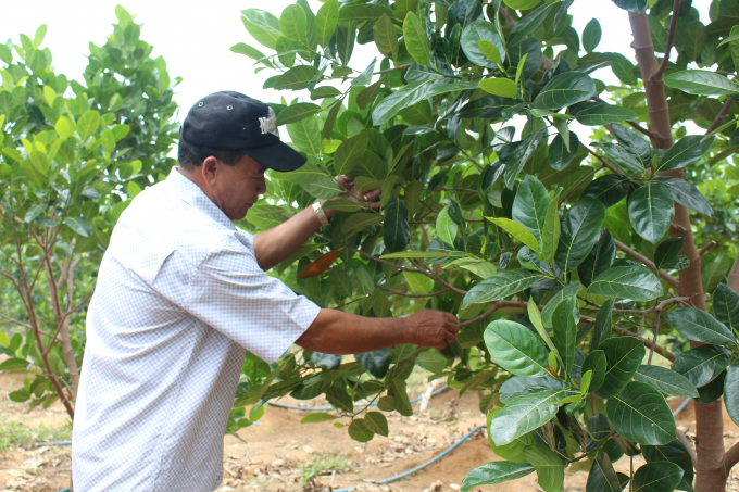 Nông dân Bình Thuận chuyển đổi cơ cấu cây trồng sang cây ăn trái. Ảnh: Kim Sơ.