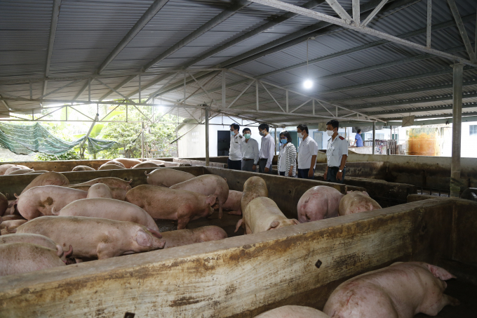 The delegation of the Ministry of Agriculture and Rural Development inspected the livestock production situation in Khanh Hoa province. Photo: KS.