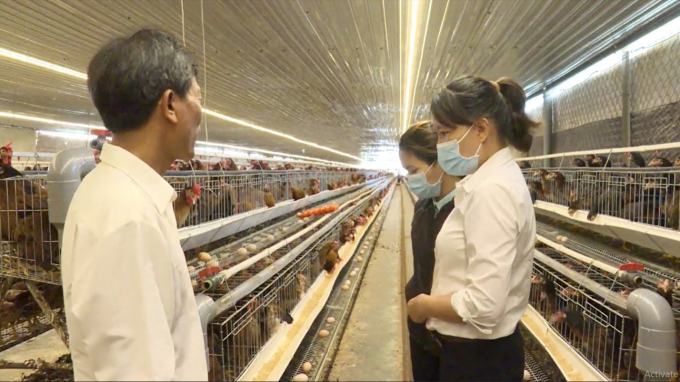 Chicken hatchery of Phung Dau Son Poultry Breeding Company Limited in Suoi Tan commune, Cam Lam district (Khanh Hoa province). Photo: LT.