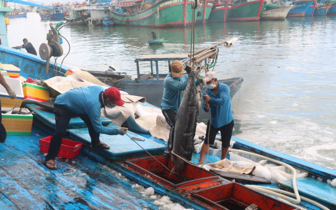 Các tàu thuyền hối hả vào bán cá và tránh trú bão tại cảng cá Hòn Rớ, TP Nha Trang. Ảnh: KS.