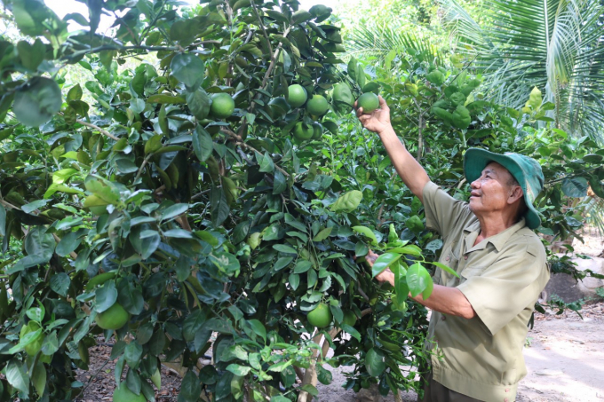 Tỉnh Phú Yên sẽ phát triển cây ăn quả theo hướng chuyên canh, gắn với bảo quản, chế biến sản phẩm. Ảnh: KS.