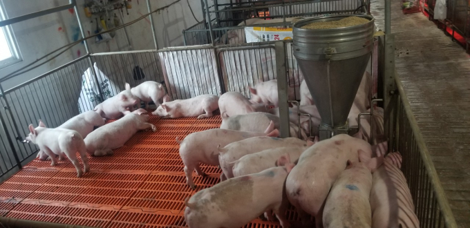 Mô hình chăn nuôi lợn ở Phú Yên. Ảnh: KS.