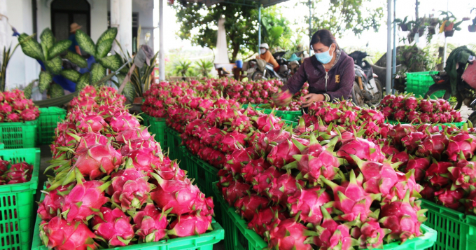 Vietnam can boost dragon fruit exports to India. Photo: TL.
