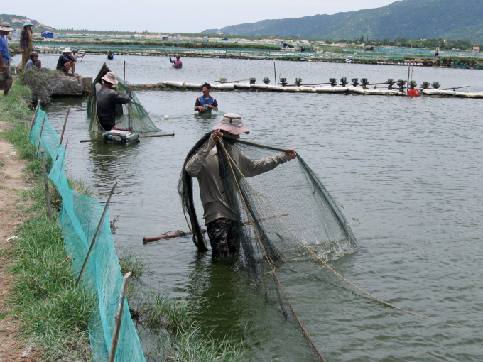 Năm 2021, người nuôi tôm nước lợ gặp khó do ảnh hưởng dịch bệnh Covid-19 khiến giá có tôm có thời điểm giảm mạnh. Ảnh: AN.