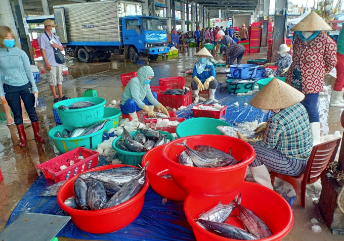 Giá cá ngừ sọc dưa dao động từ 19-65 ngàn đồng/kg, giảm từ 1-2 ngàn đồng/kg so với chuyến biển trước tết. Ảnh: KS.