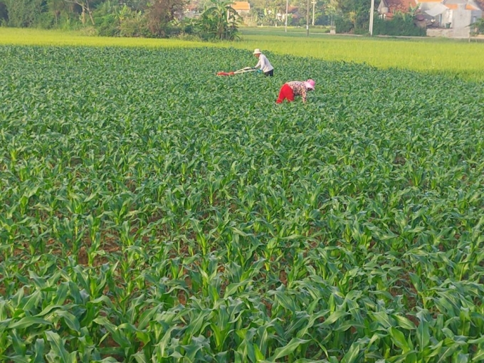 Tỉnh Phú Yên sẽ chuyển đổi nhiều diện tích đất lúa sang cây trồng khác có giá trị cao hơn lúa. Ảnh: KS.