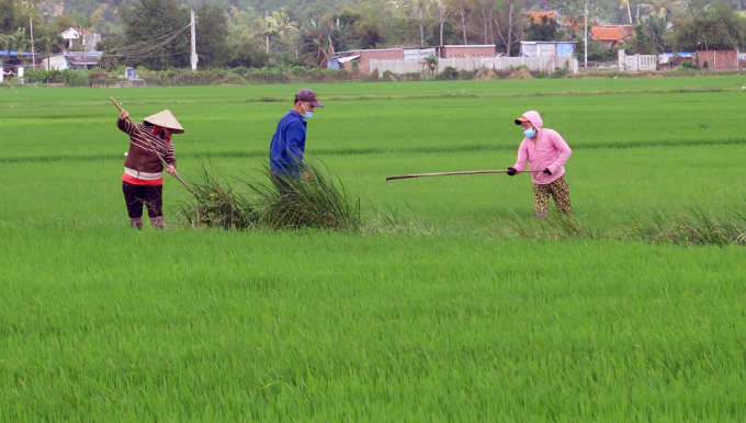 Nông dân Phú Yên hối hả ra đồng chăm sóc, cấy dặm cho cây lúa. Ảnh: TX.