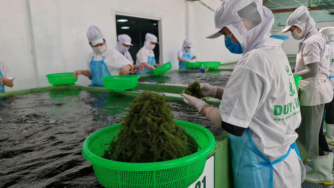 Grape seaweed processing area of ​​D&T Company in Khanh Hoa. Photo: KS.