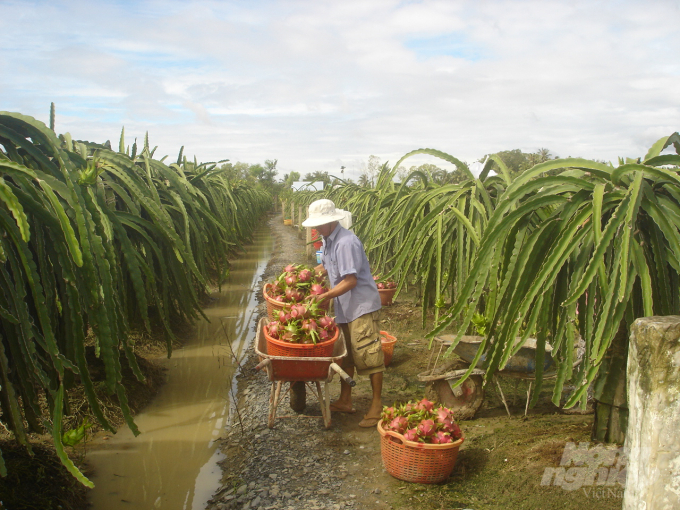 Thanh long là một trong những mặt hàng vẫn đang có xe tồn ở biên giới phía Bắc. Ảnh: Thanh Sơn.