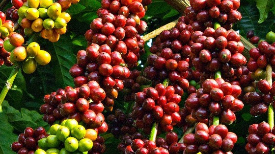 Giá cà phê trong nước duy trì ở mức ổn định