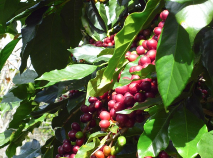 Giá nông sản hôm nay 16/6/2020 tiếp tục giảm thêm 300 đ/kg ở mặt hàng cà phê