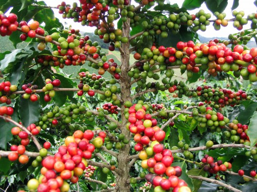 Giá cà phê hôm nay 17/6 giảm tiếp 300 đồng/kg tại các tỉnh Tây Nguyên. Ảnh: TL.