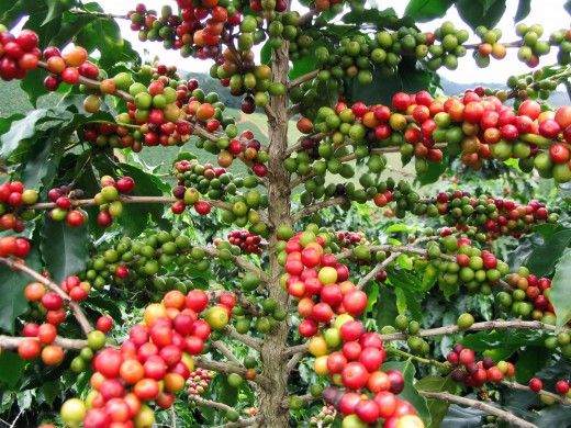 Giá cà phê hôm nay tăng tiếp 300 đồng/kg. Ảnh: Leo Arabica.