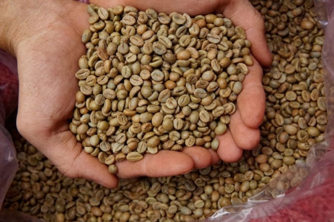 Cà phê Việt Nam xuất sang Trung Quốc chủ yếu là cà phê nhân Robusta. Ảnh: Century Coffee.