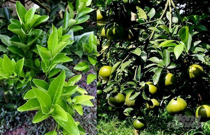 Cam (trái), quýt đường (phải) trong vườn ông Bình ra đọt mới, ra trái sau khi điều trị vàng lá thối rễ. Ảnh: Trương Quang Vinh.
