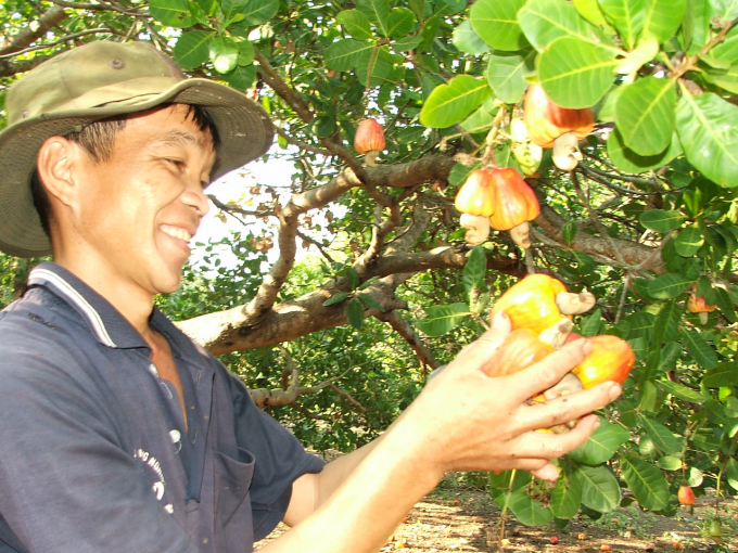 Thu hoạch điều ở Bình Phước. Ảnh: TL.