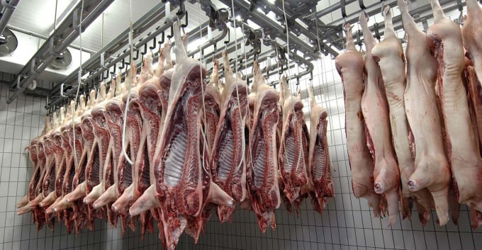 Vietnam imported the majority of chilled or frozen pork from Russia in the first seven months of 2021, accounting for 40.8 percent of total imports. Photo: TL. 