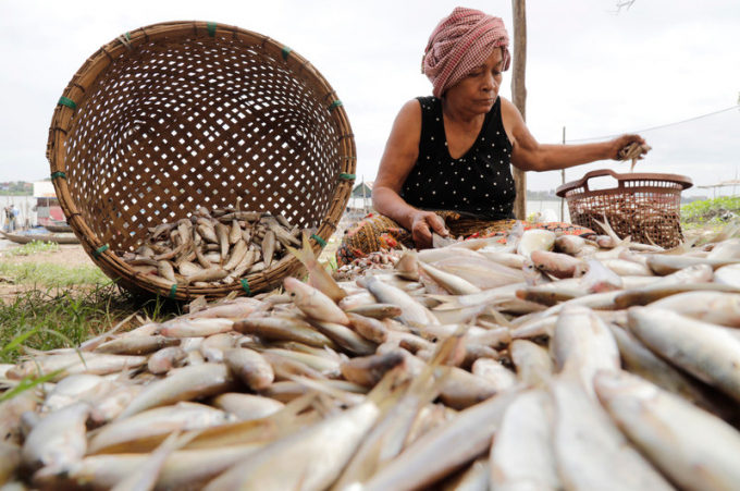 Cá được thu hoạch ở Biển Hồ, Campuchia. Ảnh: TL.