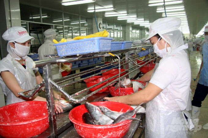 Cá da trơn Việt Nam lại được xuất khẩu sang Campuchia. Ảnh: Lê Hoàng Vũ.