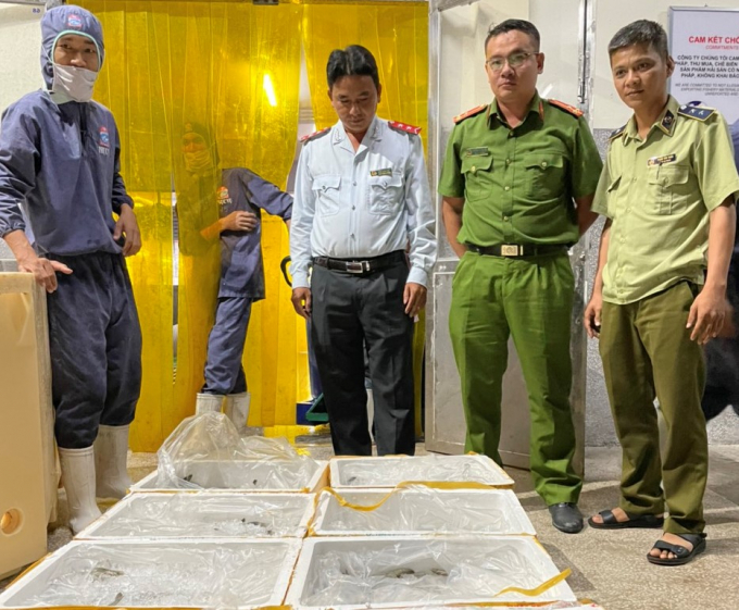 Đoàn kiểm tra giám sát việc loại bỏ tạp chất trong 100 kg tôm thẻ bị bắt giữ. Ảnh: QLTT Kiên Giang.