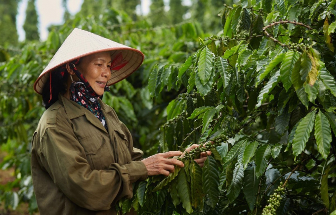 Nescafé Plan của Nestlé Việt Nam giúp nông dân tiết kiệm hơn 40% lượng nước tưới cà phê. Ảnh: Nestlé Việt Nam.