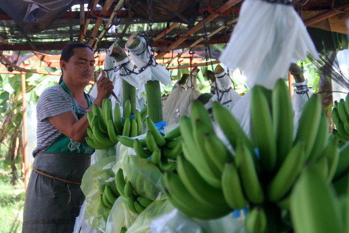 Chuối là một trong những mặt hàng trái cây xuất khẩu chủ lực của Philippines. Ảnh: TL.