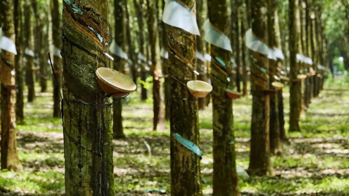 In the first six months of 2021, Vietnam's rubber exports reached almost 681,000 tons.