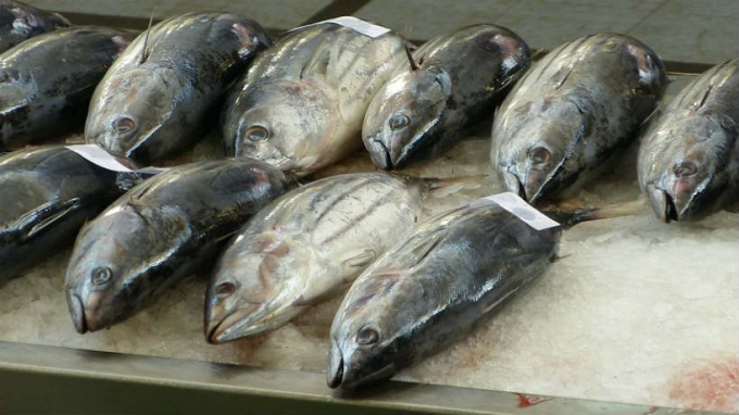 Xuất khẩu cá ngừ tăng rất mạnh trong tháng 4. Ảnh: TL.