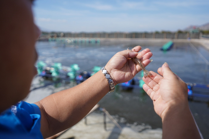 The erratic rainy and sunny weather makes changes to the water environment in shrimp ponds, thus easily causing early mortality syndrome.