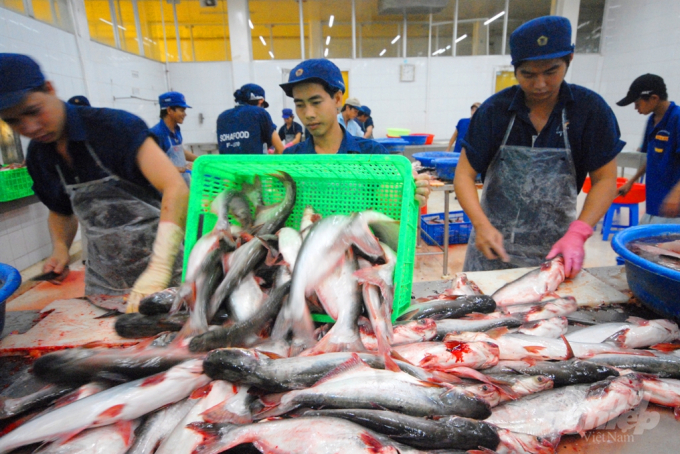 Seafood processing workers should be prioritized for Covid-19 vaccination. Photo: Le Hoang Vu.