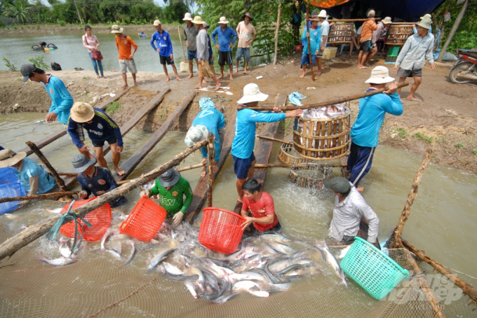 Ngành thủy sản đang thu hút hơn 4 triệu lao động trong toàn chuỗi. Ảnh: Lê Hoàng Vũ.