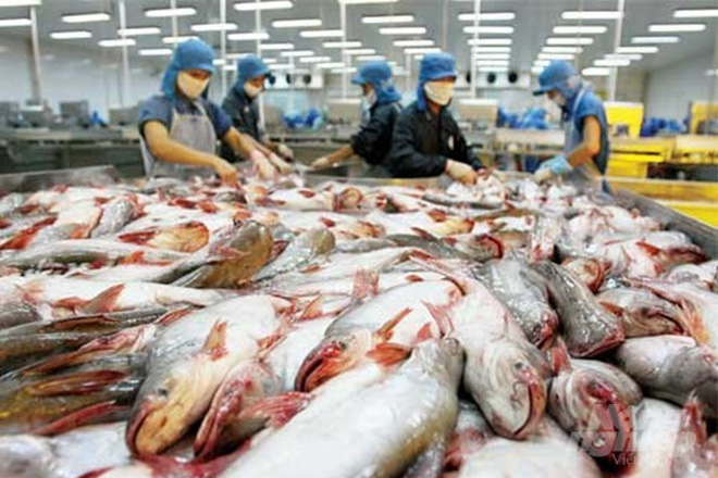 Two companies are not subject to anti-dumping duties by the US on pangasius in POR16. Photo: Le Hoang Vu.