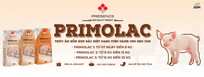 Bộ ba sản phẩm Primolac cho heo con.