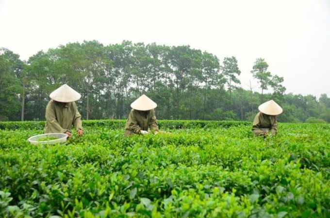 Vietnamese tea exports to China increased sharply in the first half of this year. Photo: TL.