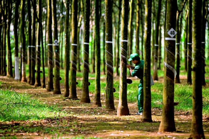 Vườn cao su của Công ty Cổ phần Cao su Tây Ninh, đơn vị đã có chứng chỉ quản lý rừng bền vững. Ảnh: Taniruco.