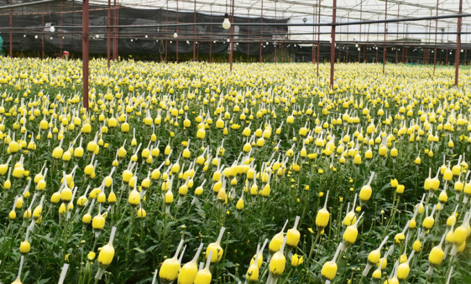 Lâm Đồng đang có hơn 100 triệu cành hoa bị ảnh hưởng do dịch bệnh, cần được hỗ trợ tiêu thụ. Ảnh: TL.
