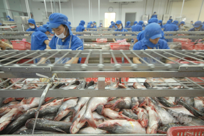 Pangasius exports exceed USD one billion in the first nine months of 2021. Photo: Le Hoang Vu.