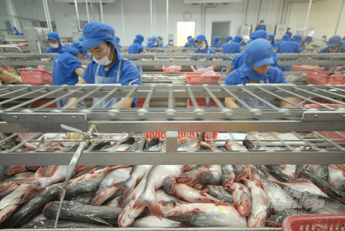 More than half of tra fish factories in the Mekong Delta have had to stop working. Photo: Le Hoang Vu.