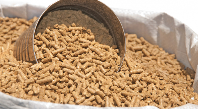 Animal feed imports in the first 8 months of this year increased sharply. Photo: TL.