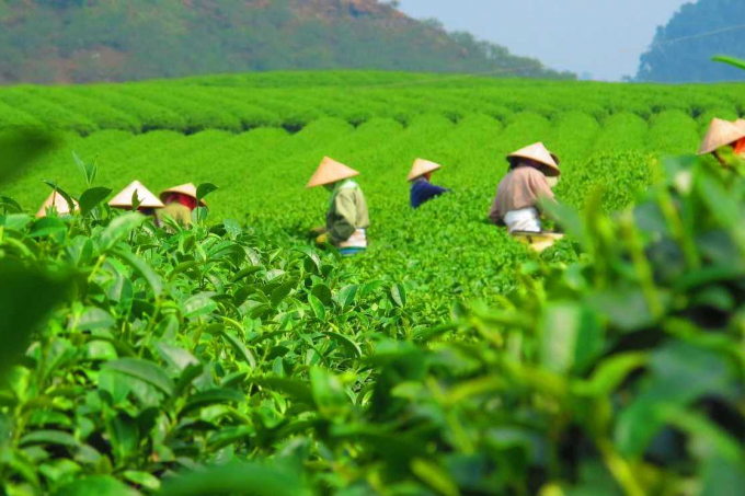 Vietnamese tea accounts for 52.5% of Taiwan's total tea import volume. Photo: TL.