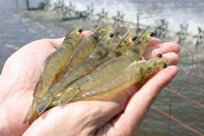 Vietnamese shrimp ranks third in terms of market share in Russia. Photo: TL.
