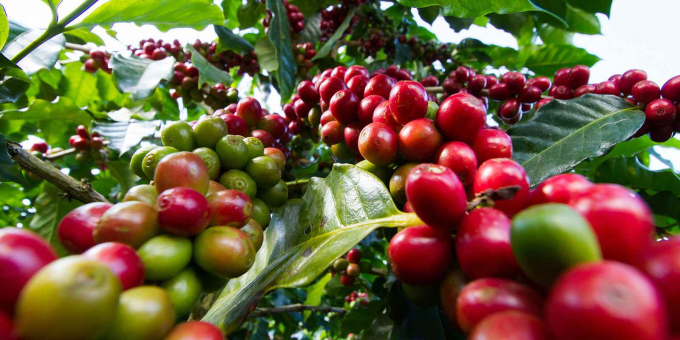 The average export price of coffee in September reached the highest level in nearly four years. Photo: TL.